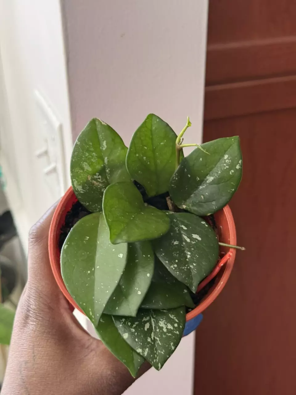 Hoya Freckles Splash thumbnail