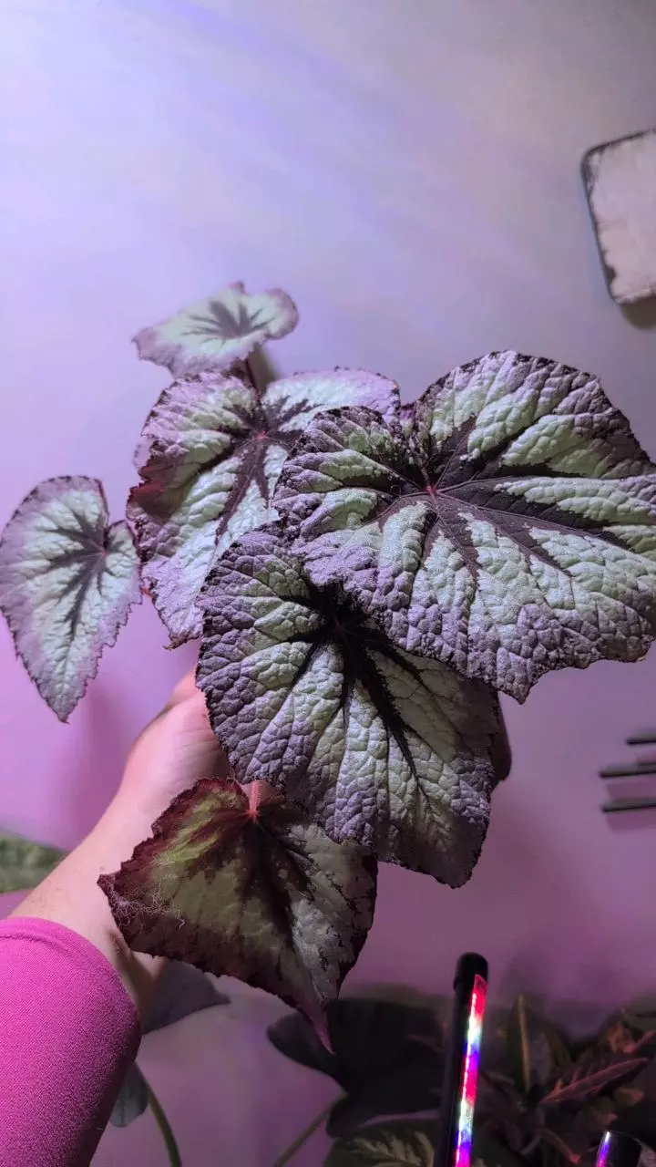 Begonia Firewoman 6 inch thumbnail