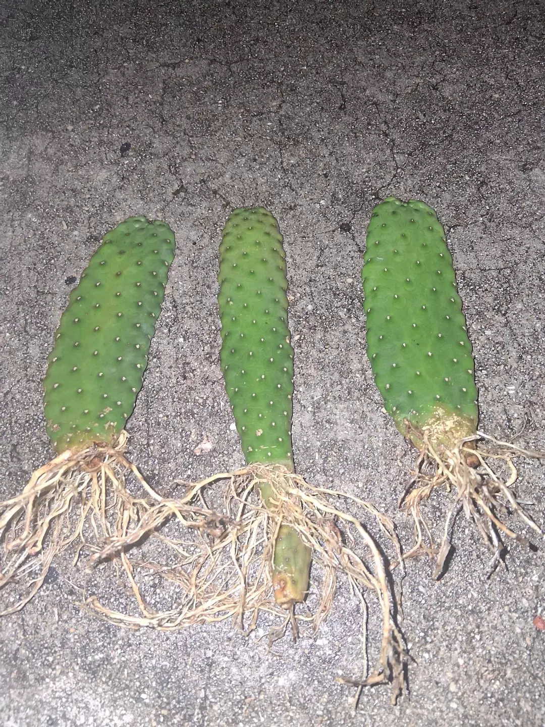 Consolea Rubeacens - Opuntia roadkill GC thumbnail