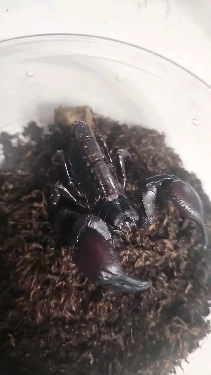Congo Emperor scorpion (Pandinus viatoris) thumbnail