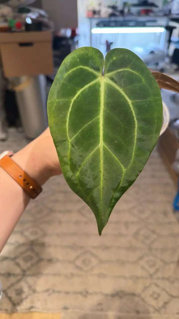 revert blue velvet thumbnail