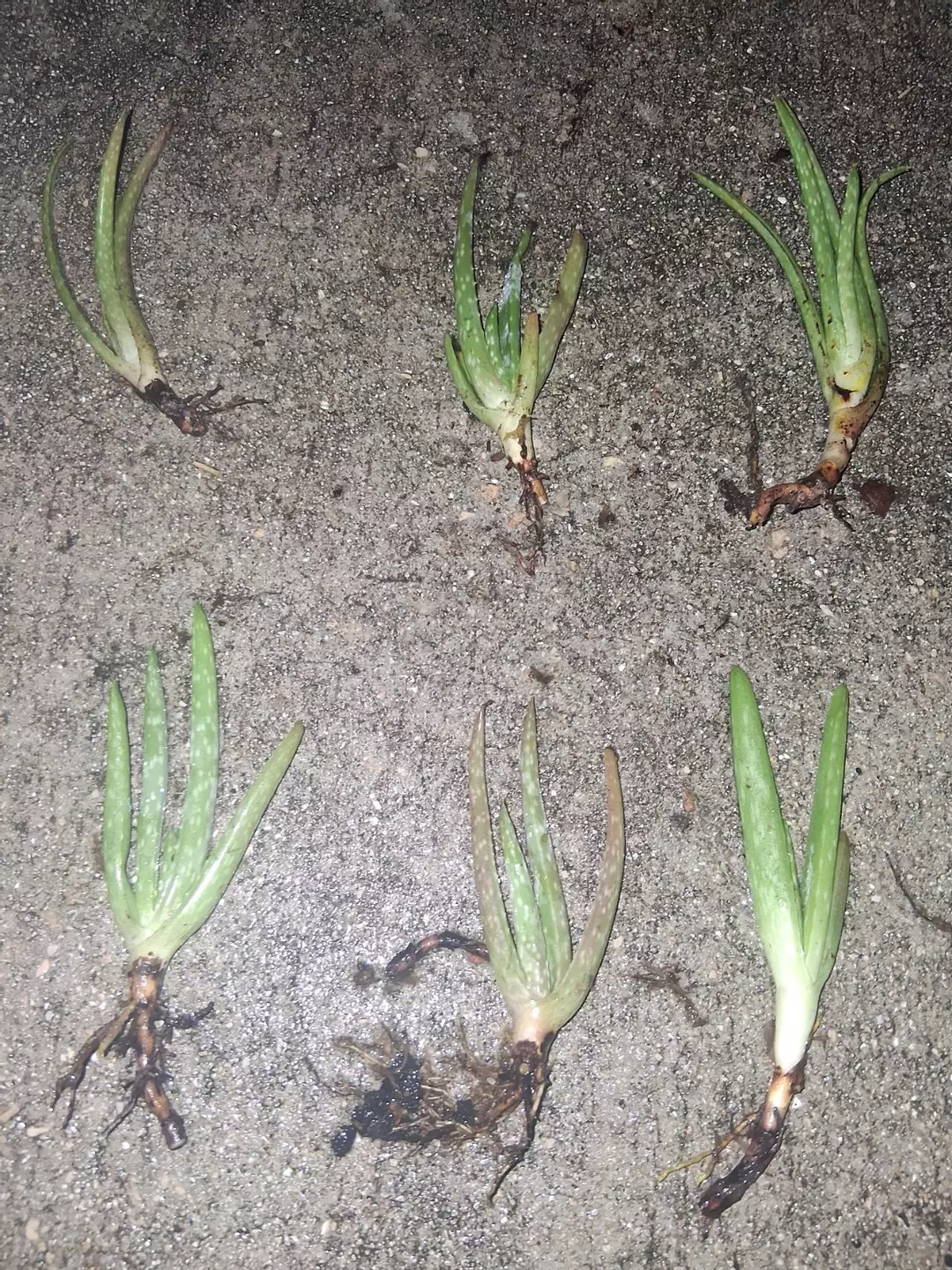 Sm. Aloe barbadensis - aloe vera GC thumbnail