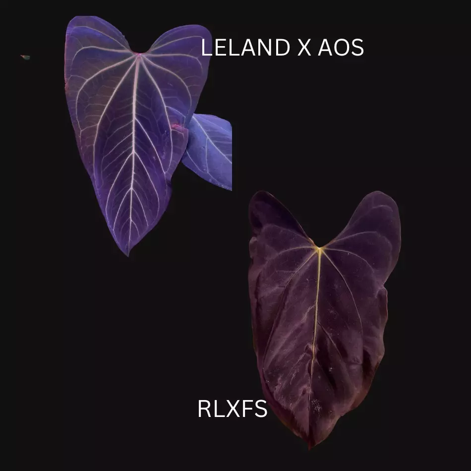 *New* anthurium Leland x AOS X RLFS thumbnail
