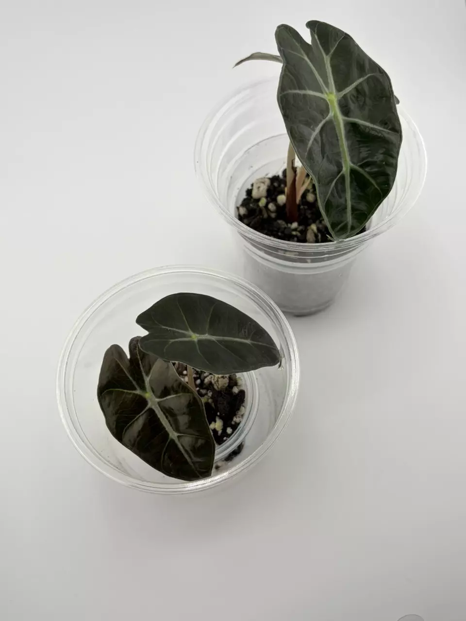 Alocasia Polly Pup GC thumbnail