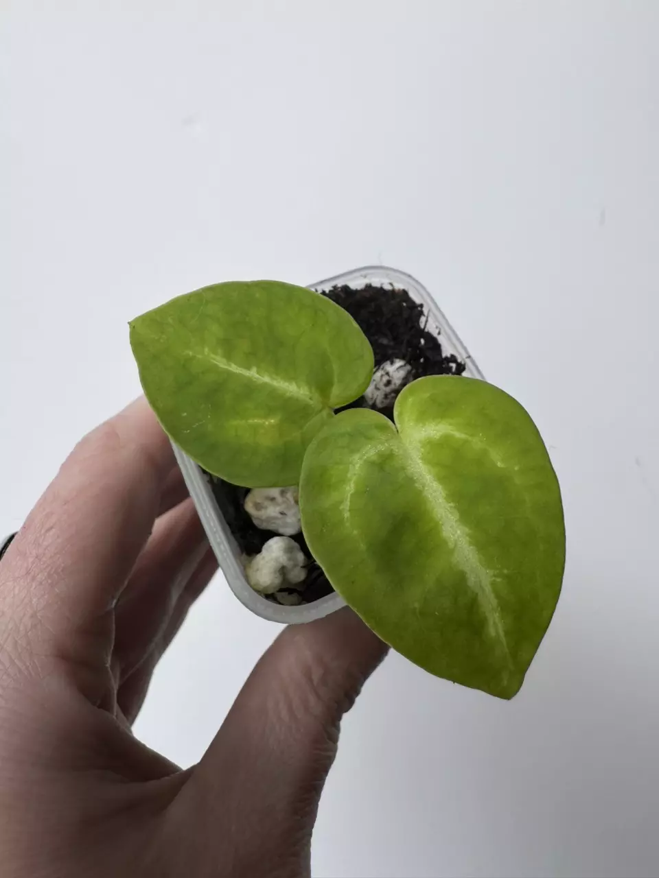 Brielle x Magnificum seedling thumbnail