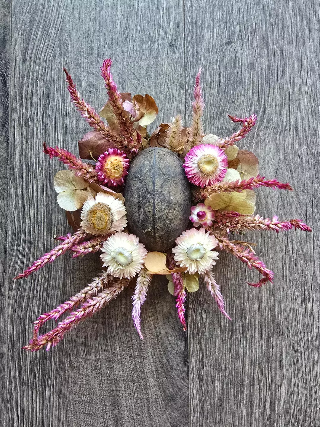 Turtle Shell - Unknown Species thumbnail