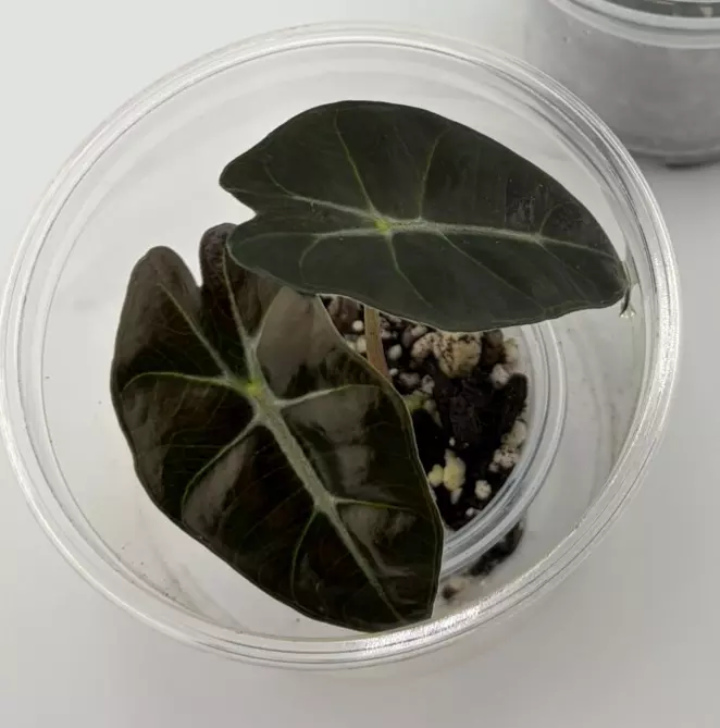 Alocasia Polly Pup GC - Add-on only thumbnail
