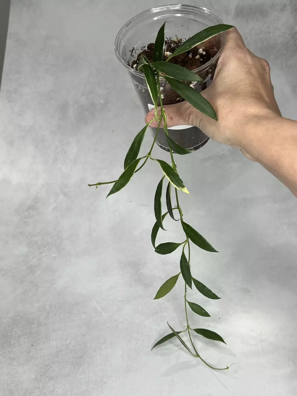 Hoya tsangii (outer variegated) thumbnail