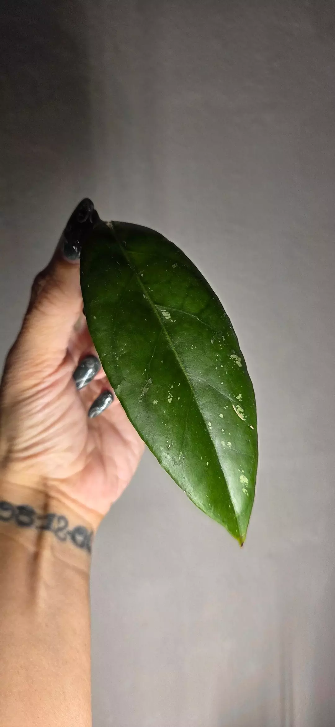 Hoya sp Bur Senubung NAD004 thumbnail