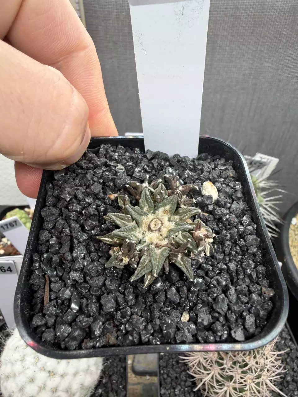 1355 - Ariocarpus kotschoubeyanus f. monstrose thumbnail