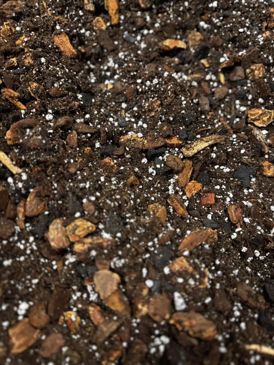 Birdie’s Aroid Mix (4 gal) thumbnail