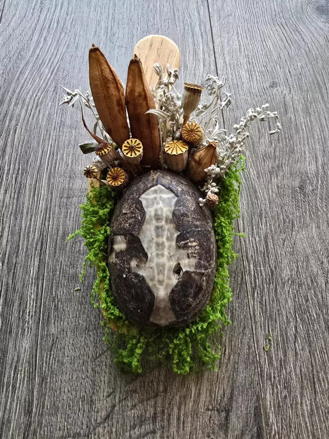 Turtle Shell - Unknown Species thumbnail