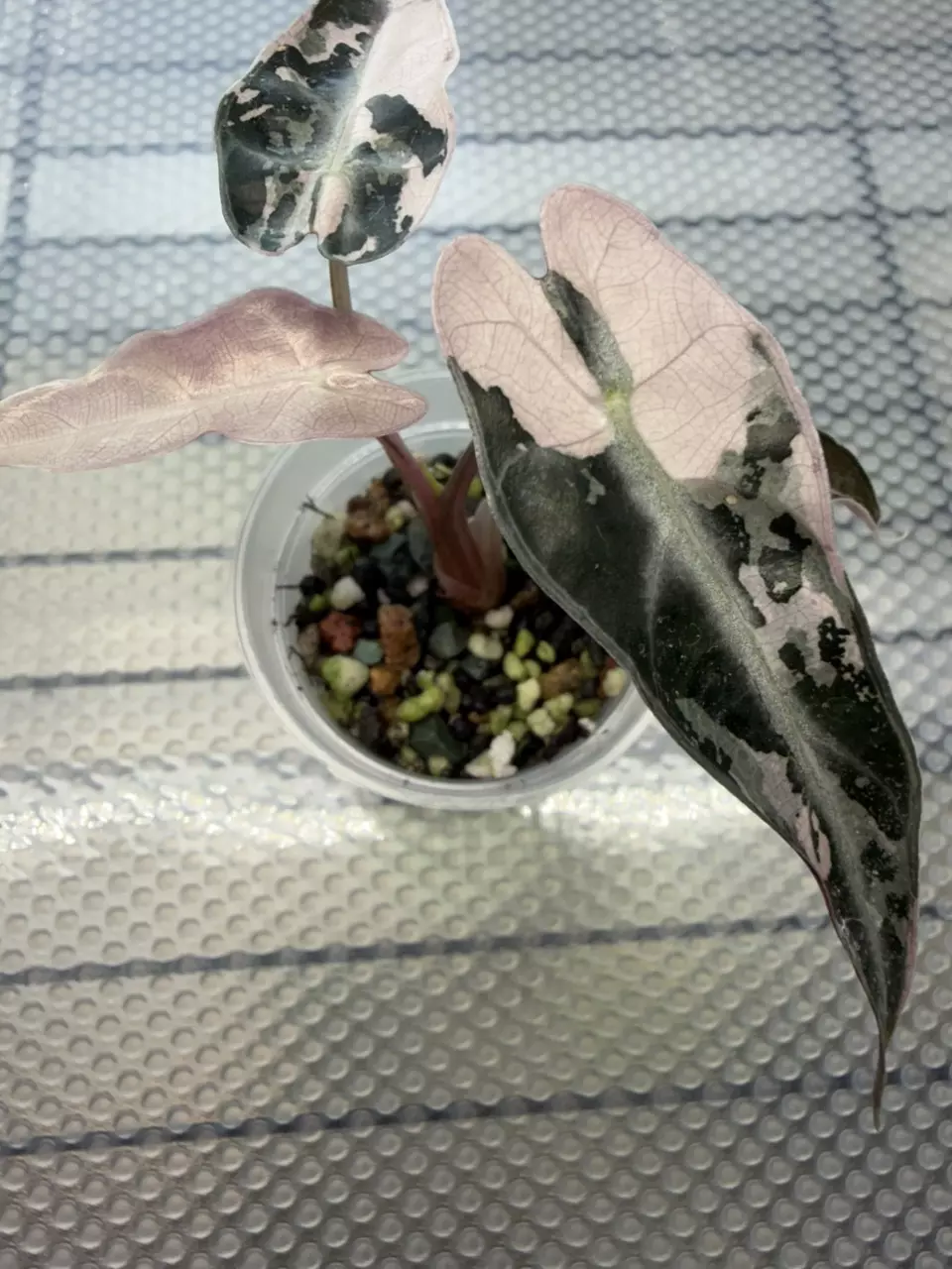 Alocasia Pink Bambino Pup thumbnail