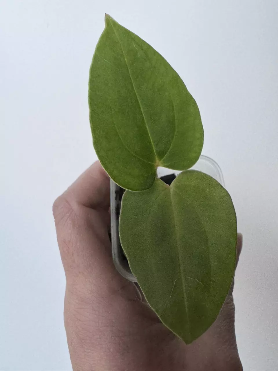 Pap GY x (Carla x Pap) seedling thumbnail