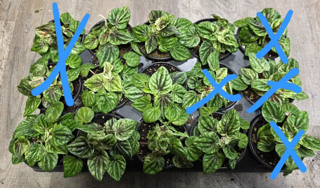 4" Peperomia Buenos Aries thumbnail