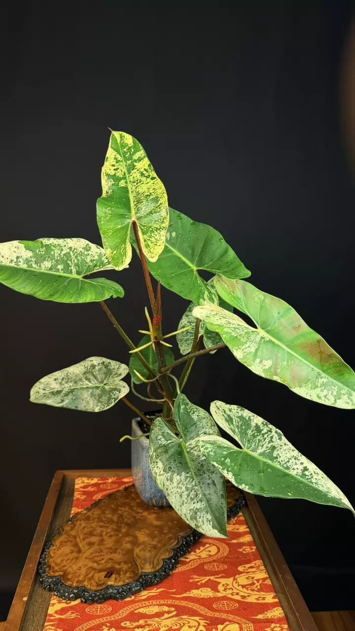 128 Philodendron Ilsemanii Variegated, Size XL, Mother plant thumbnail