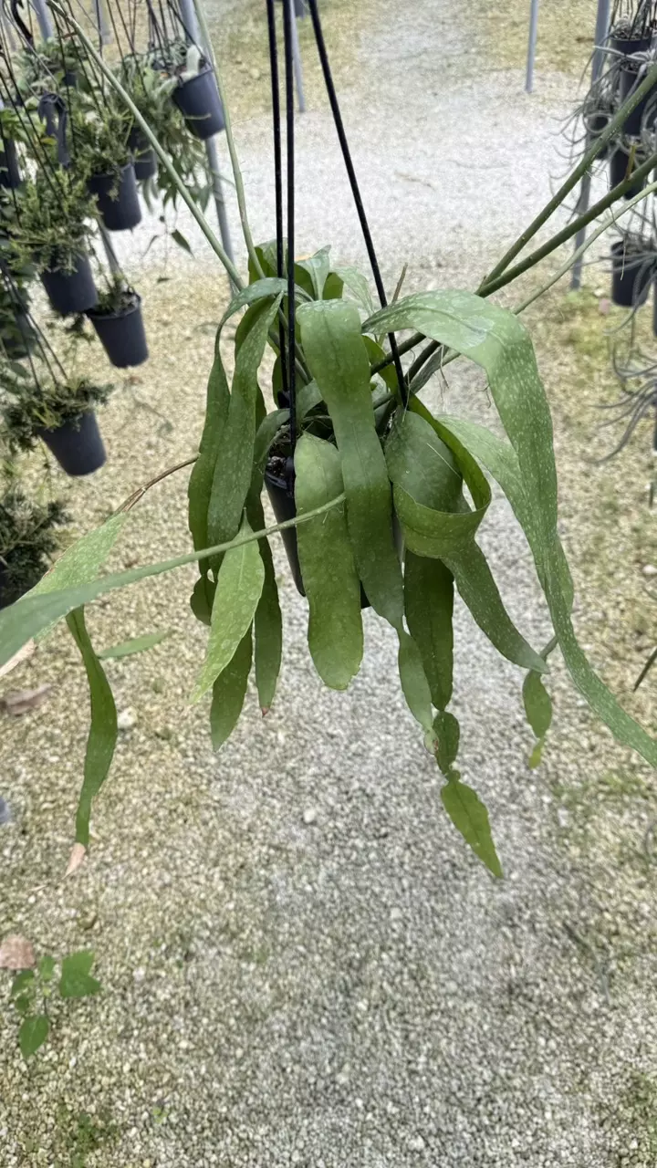 Queen of the night cactus thumbnail