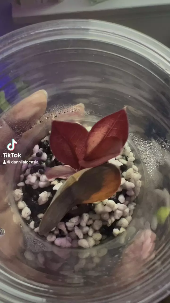 Variegated Pink ZZ leaf ( RARE) thumbnail