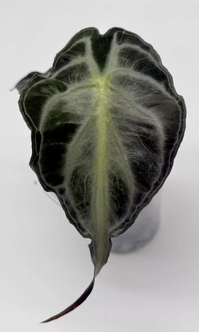 Alocasia Venom thumbnail