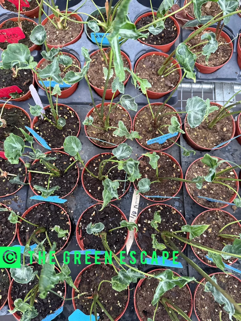 Alocasia telletubies 4” pot growers choice thumbnail