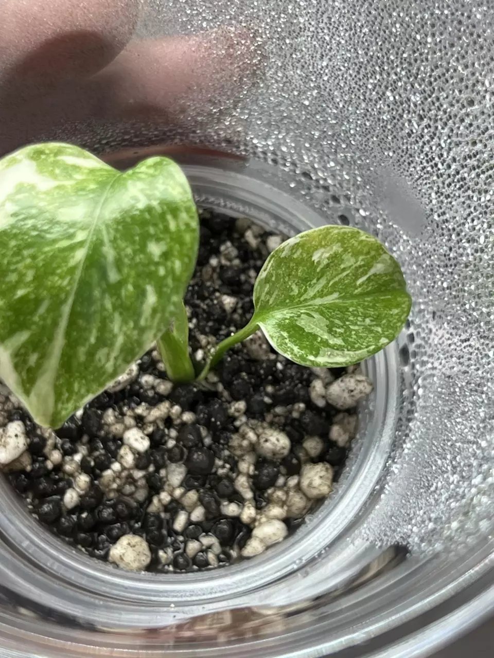 Monstera Cream Cheese thumbnail