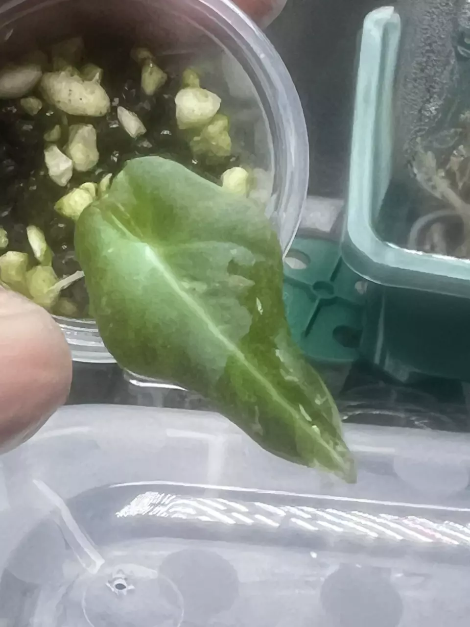 Alocasia PBV thumbnail