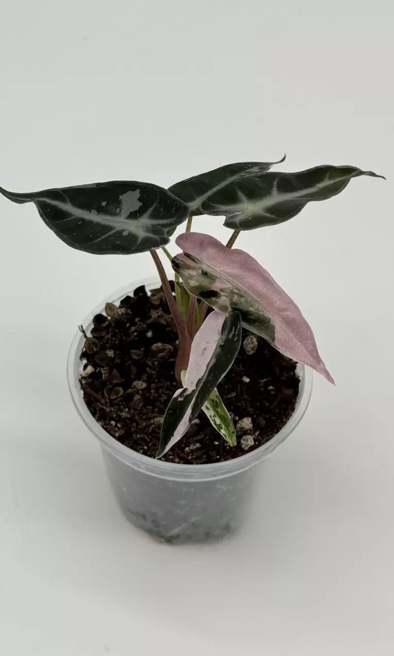 Alocasia Bambino Arrow Pink thumbnail