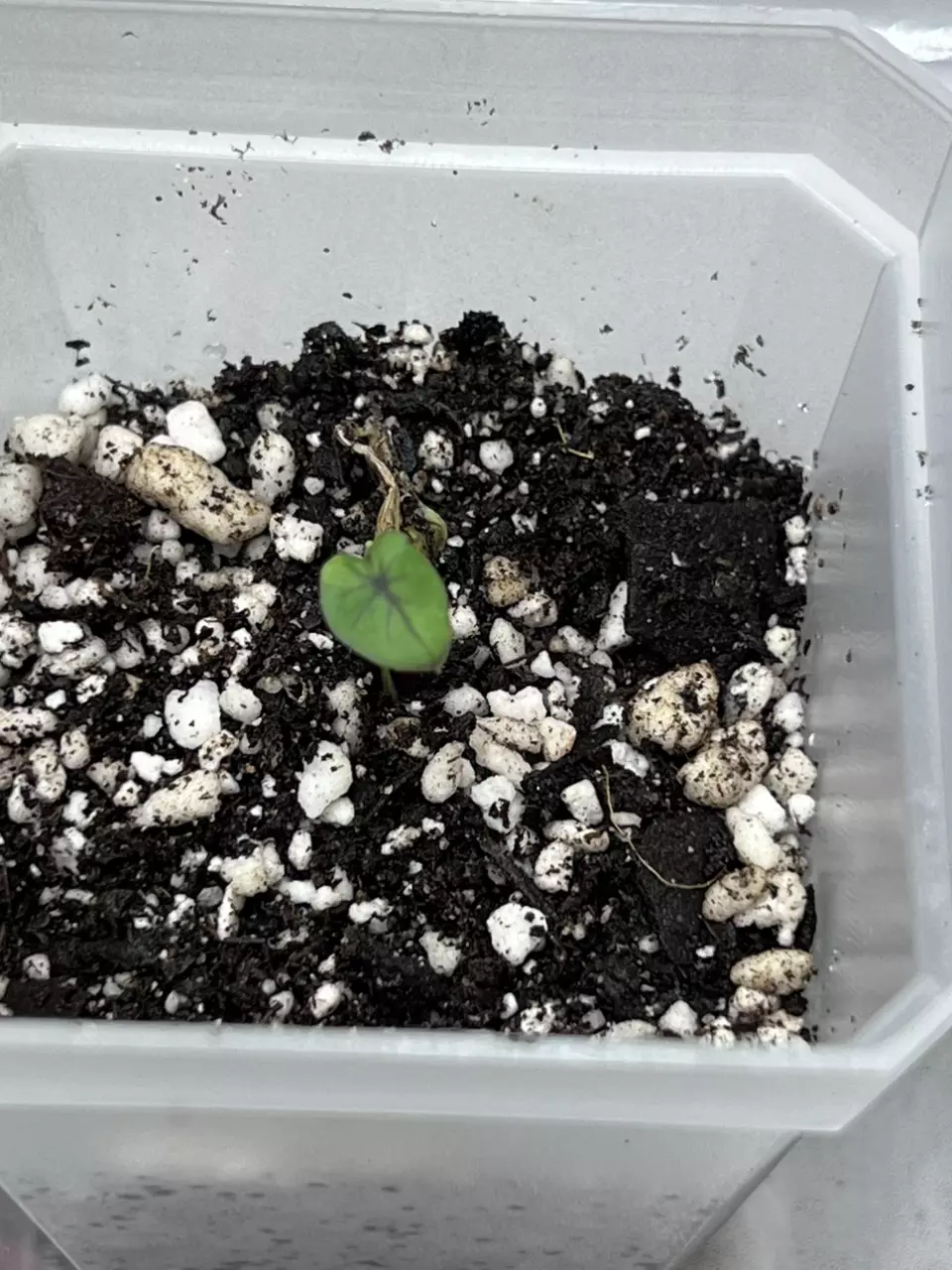First Pink Colocasia sprouting bulb thumbnail