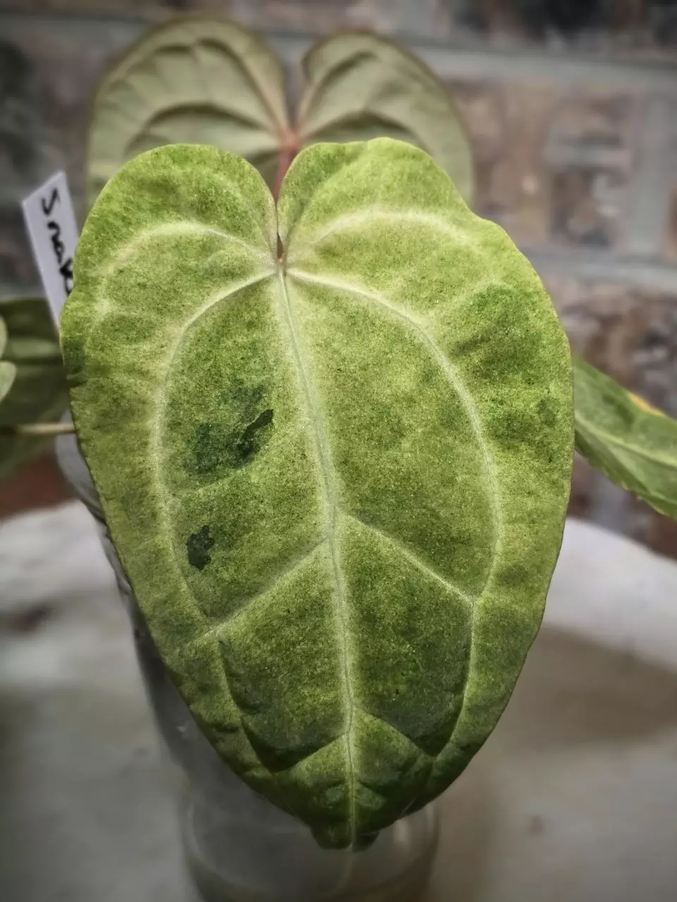 Variegated Anthurium Snake Oil 2.0 thumbnail