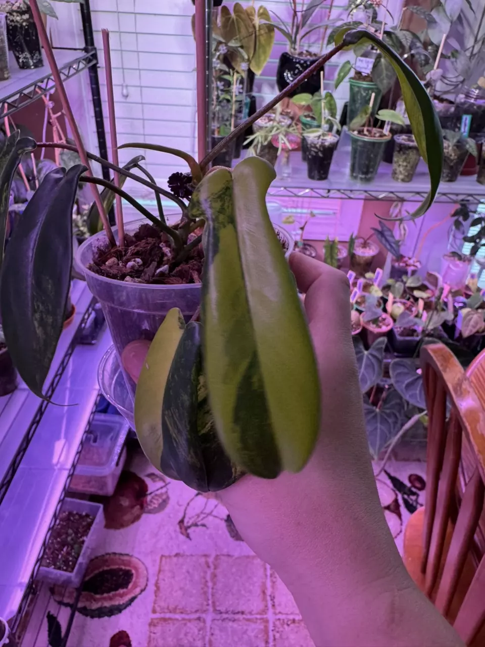 Philodendron Florida Beauty thumbnail