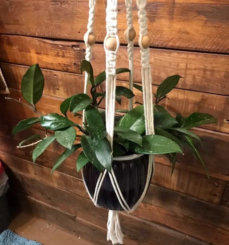 Hoya Carnosa Heirloom from Macedonia in macrame self watering hanging planter thumbnail