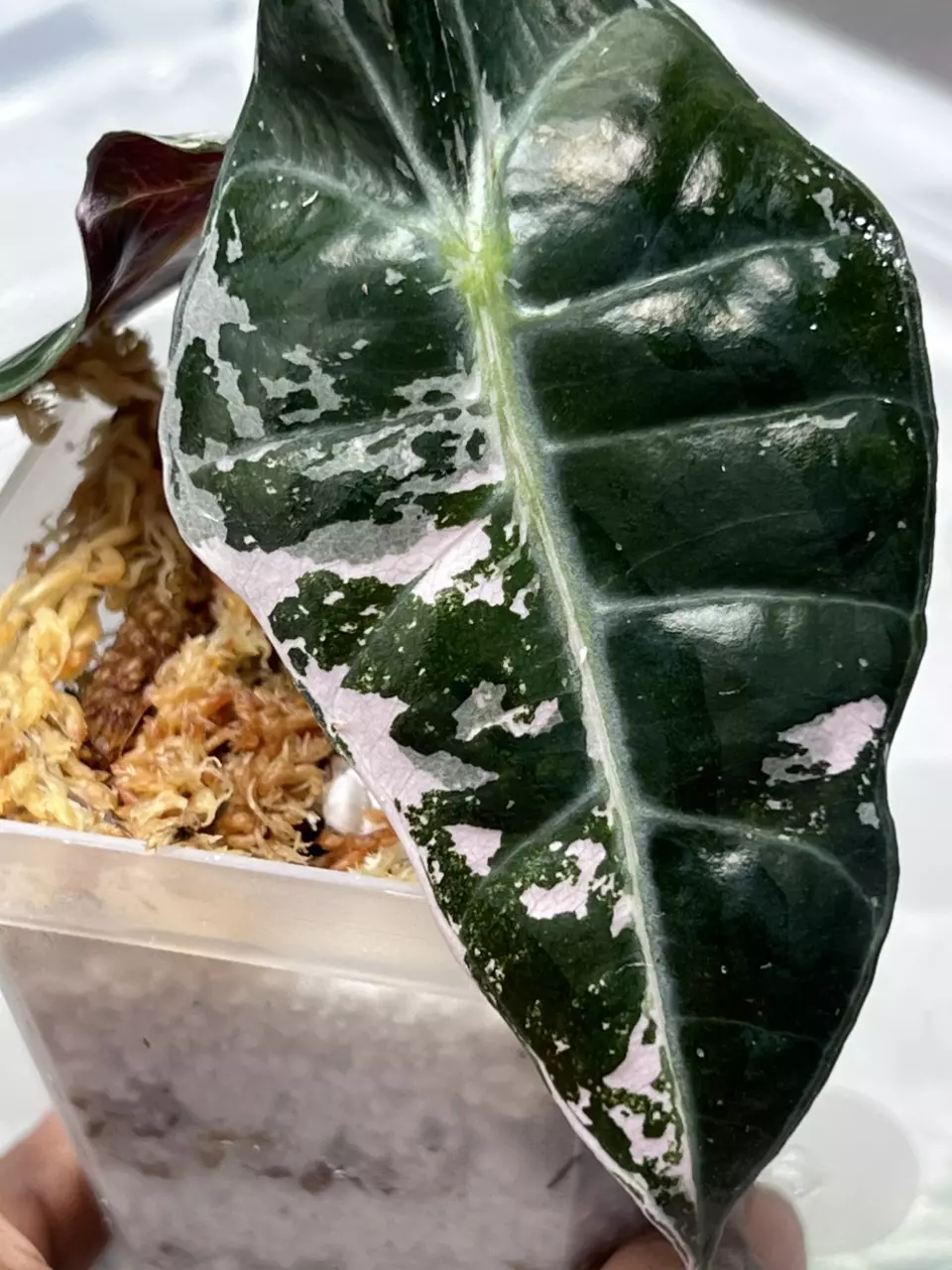 Alocasia Pink Polly Teen thumbnail