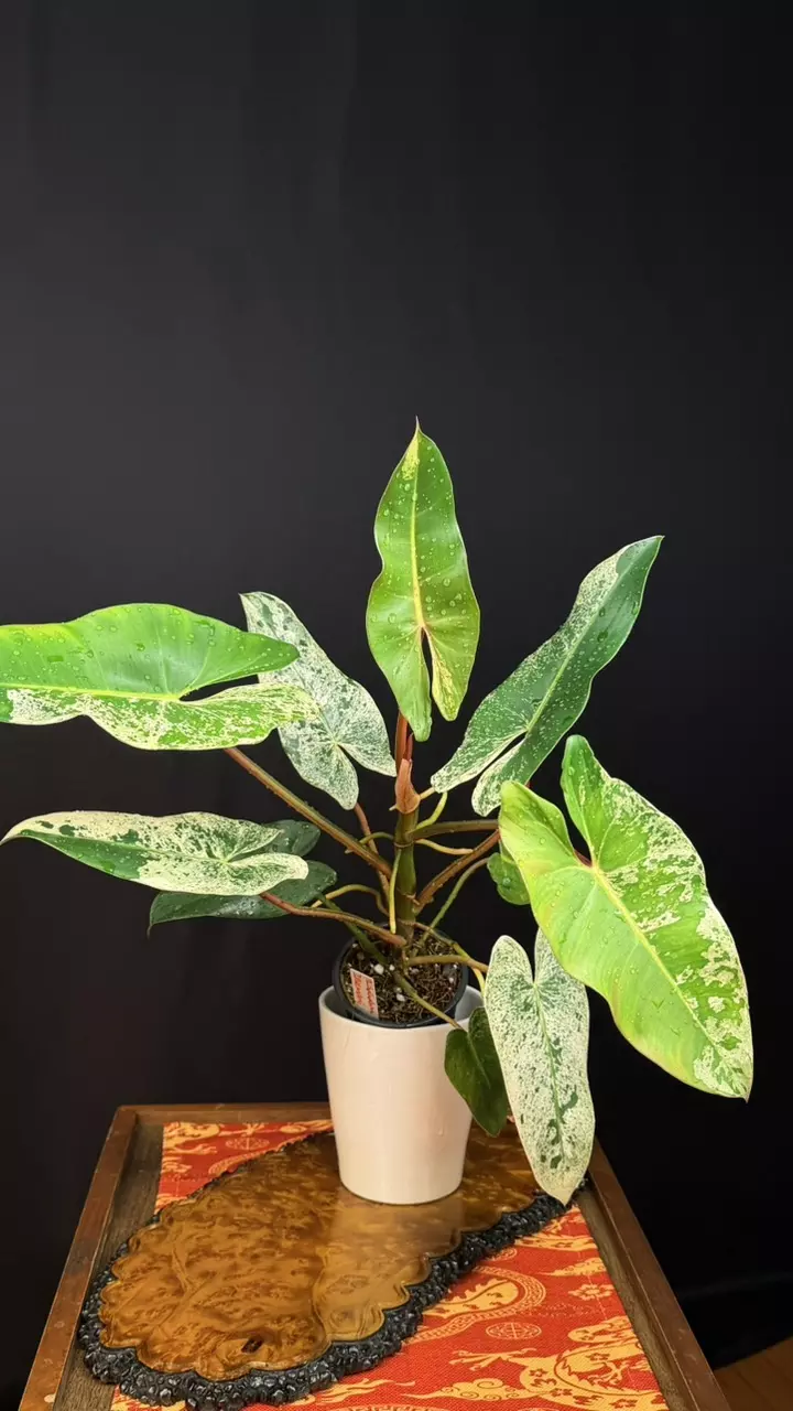 129 Philodendron Ilsemanii Variegated, Size L thumbnail