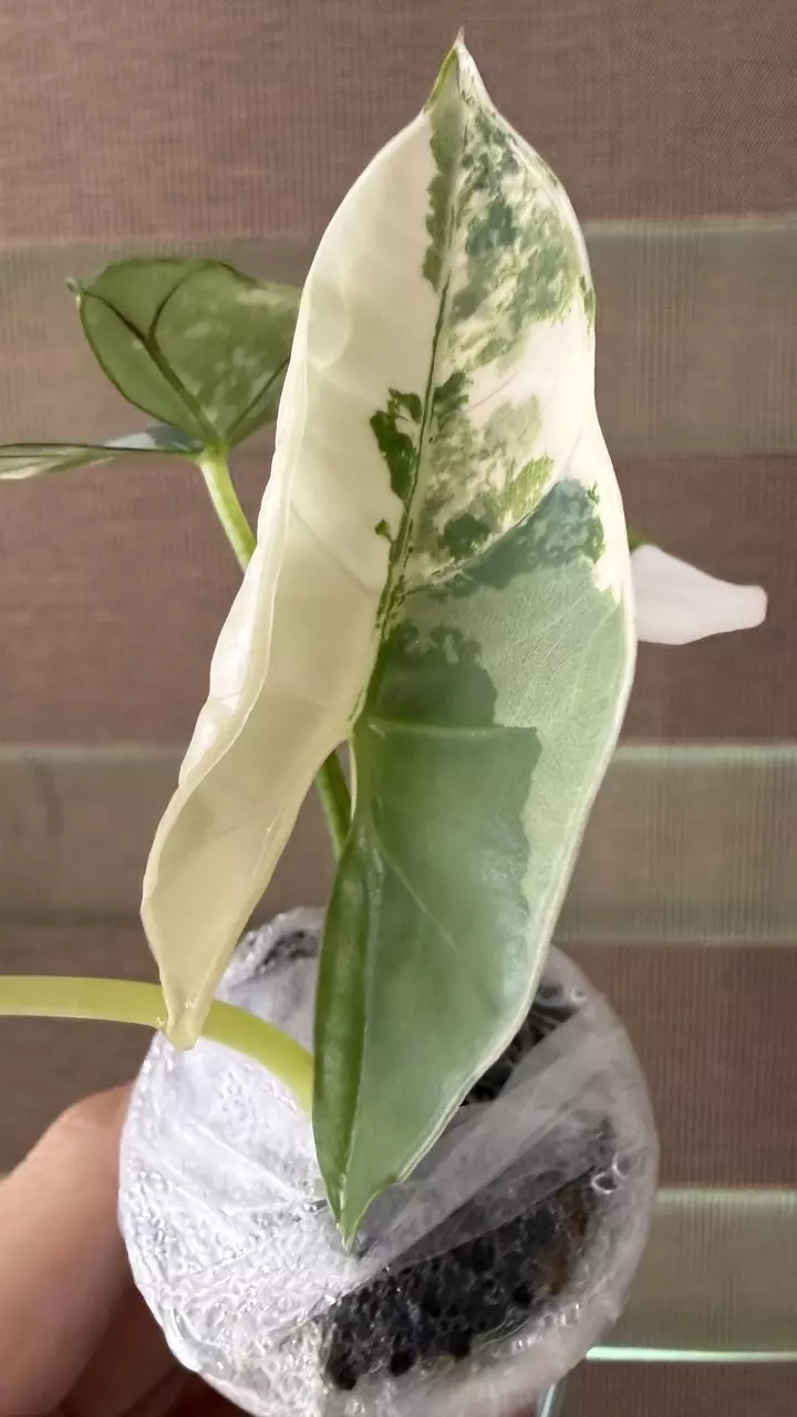 🎀PINK Albo Scabriuscula🎀 thumbnail