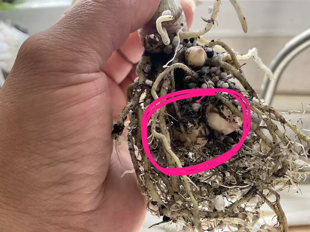 Alocasia PBV corms thumbnail