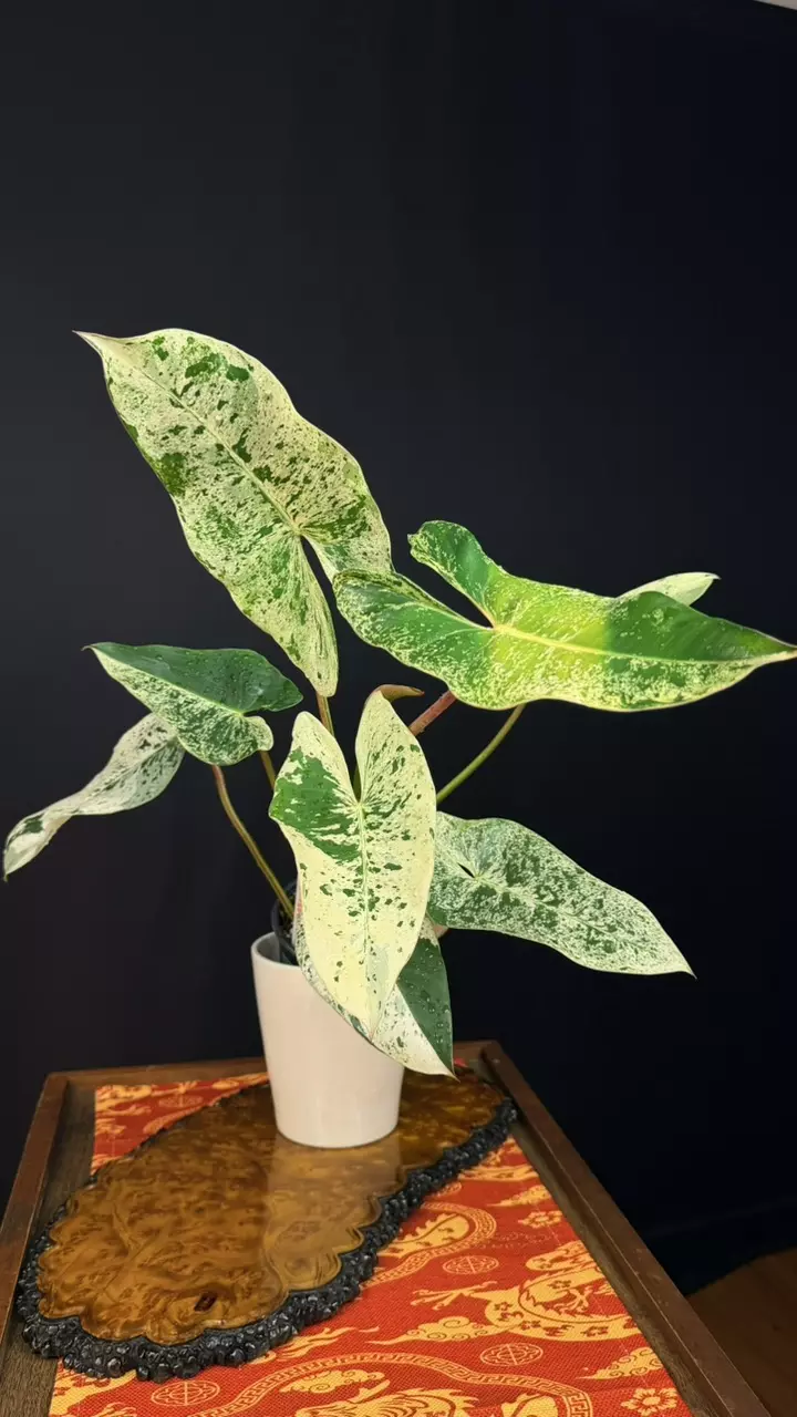 130 Philodendron Ilsemanii Variegated, Size L thumbnail