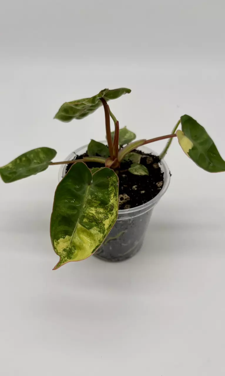 Philodendron Billietiae Variegated thumbnail