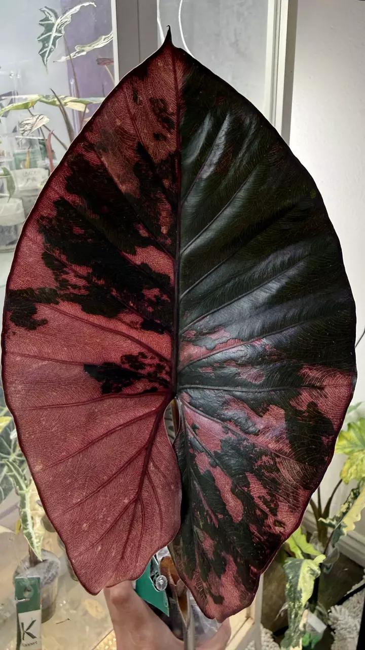 💕HUGEMONGOUS CORM Pink Serendipity Rooted & Sprouted💕 thumbnail