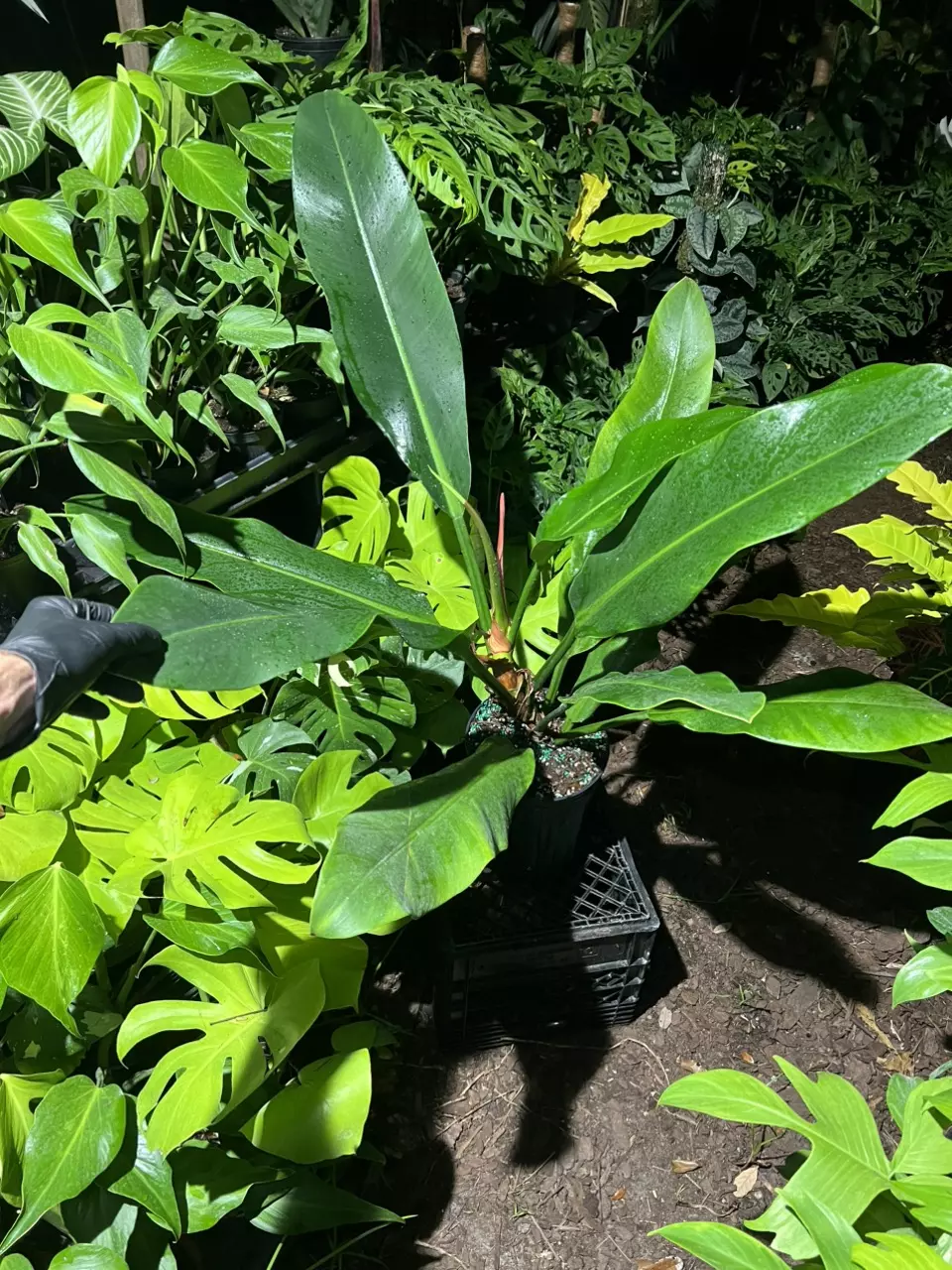 Philodendron Ruizi 10” thumbnail