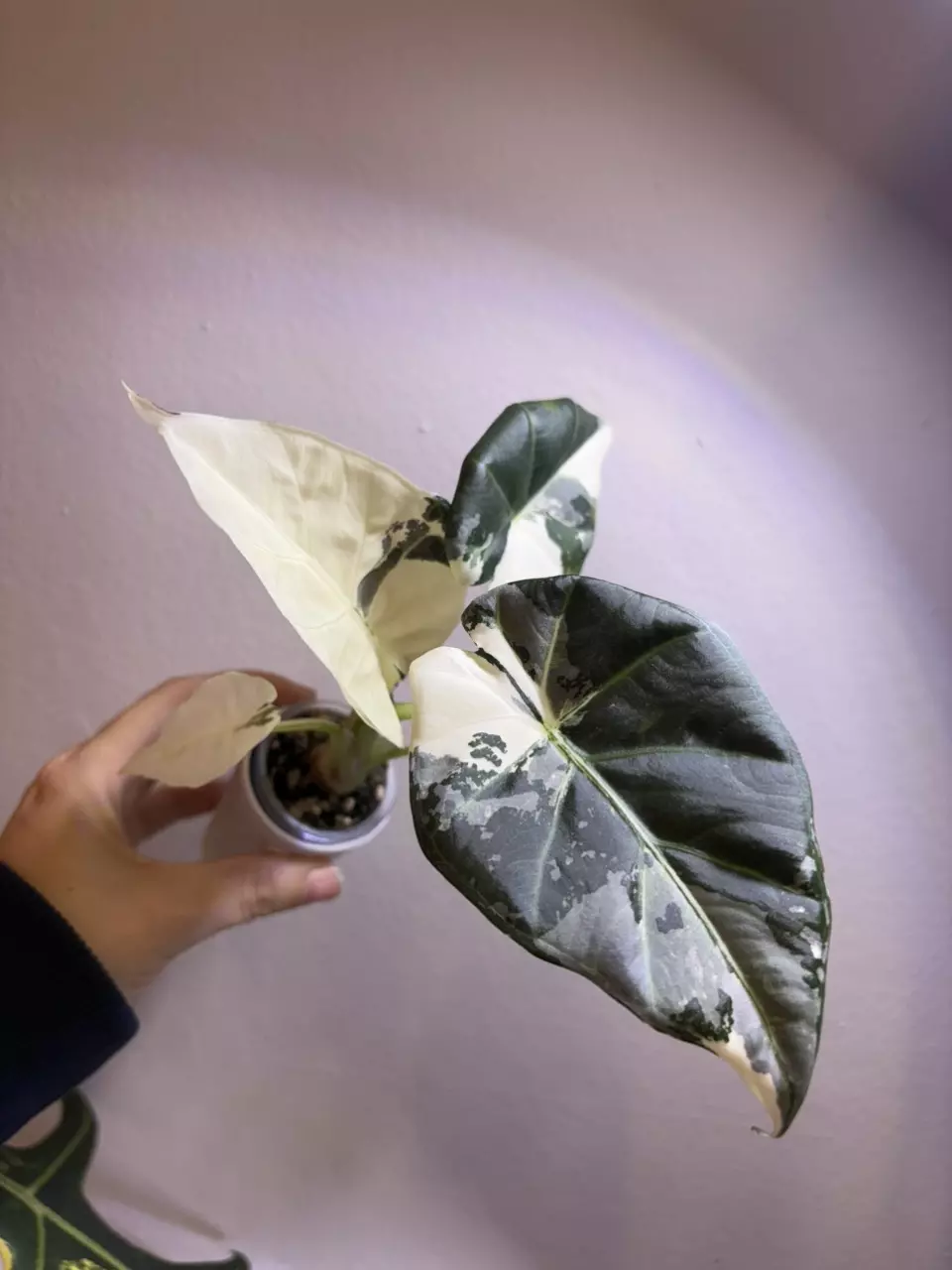 ✨Alocasia Regal Shield Albo/Purp/Pink✨ thumbnail
