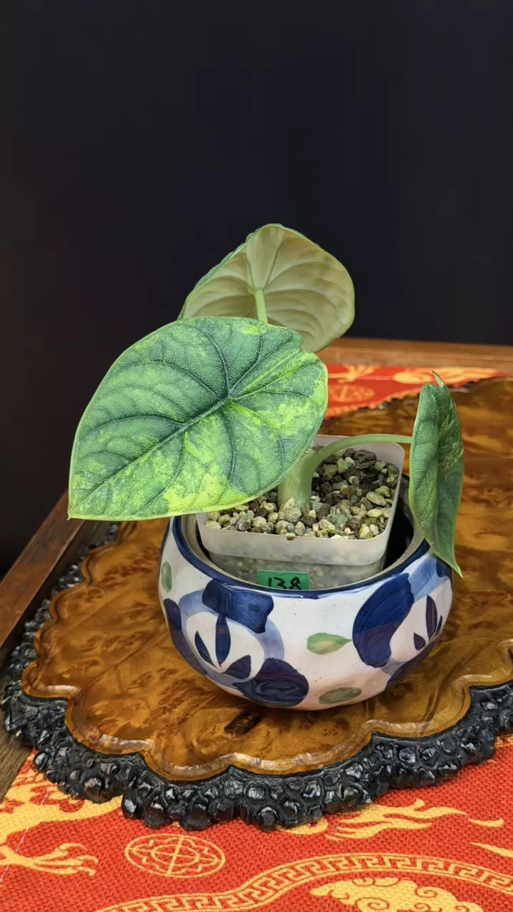 138 Alocasia Melo Aurea Variegated, size M thumbnail