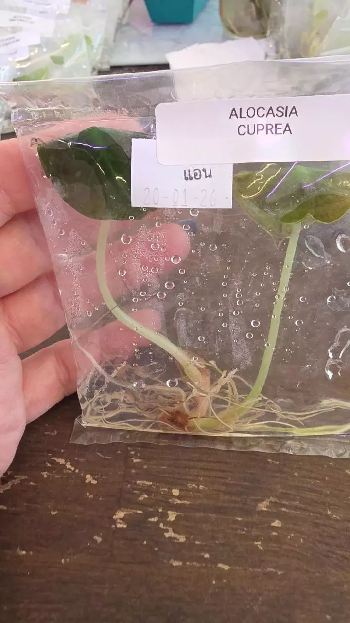 alocasia cuprea tc thumbnail