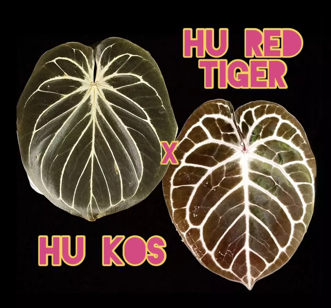 HU KOS x HU Red Tiger Anthurium Seedling thumbnail