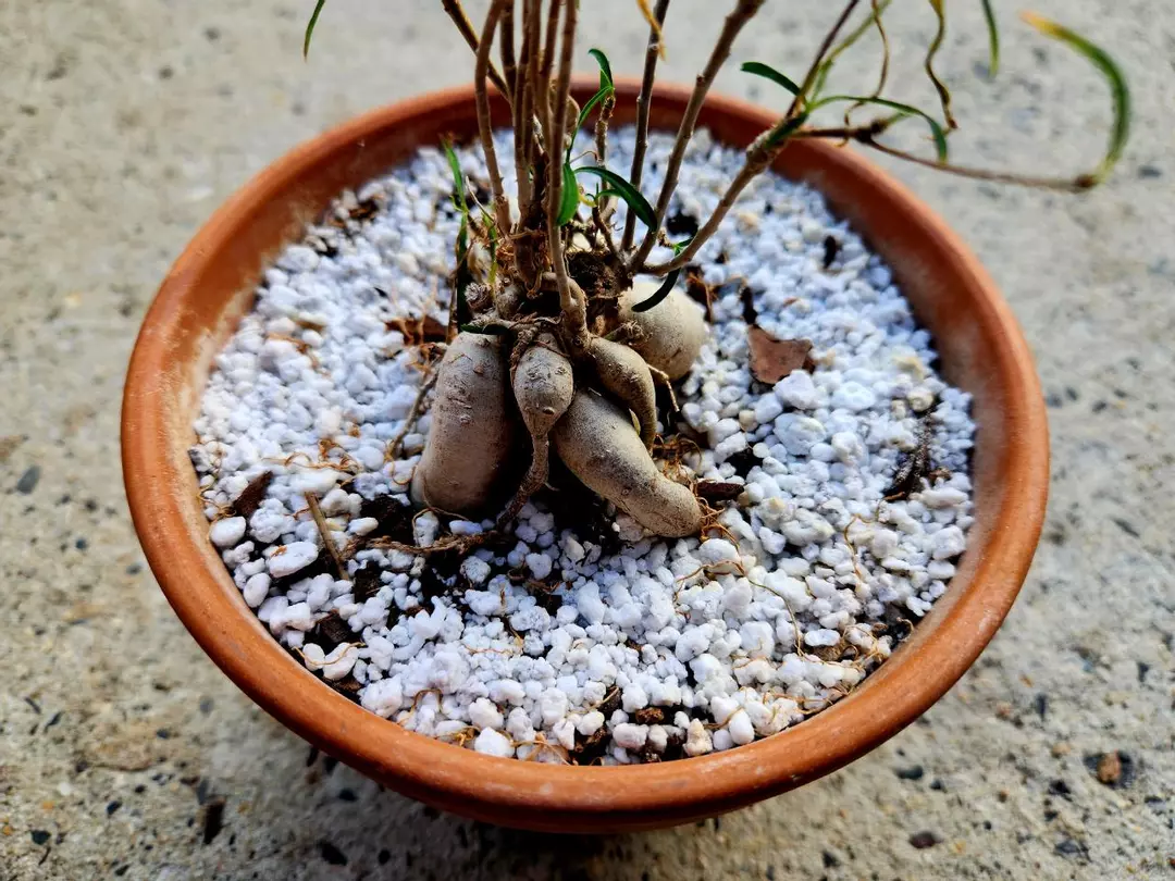 Euphorbia Hedyotoides thumbnail