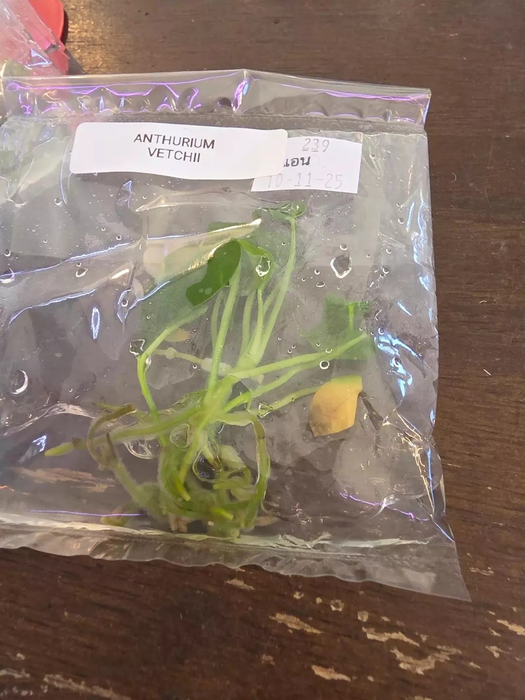 anthurium vetchii tc thumbnail