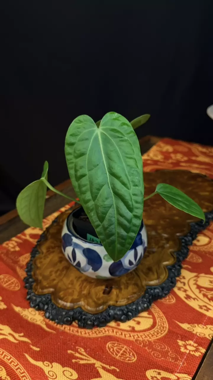 [Uncommon] 143 Anthurium Queen (Warocqueanum) x Luxurians, Size M+ thumbnail