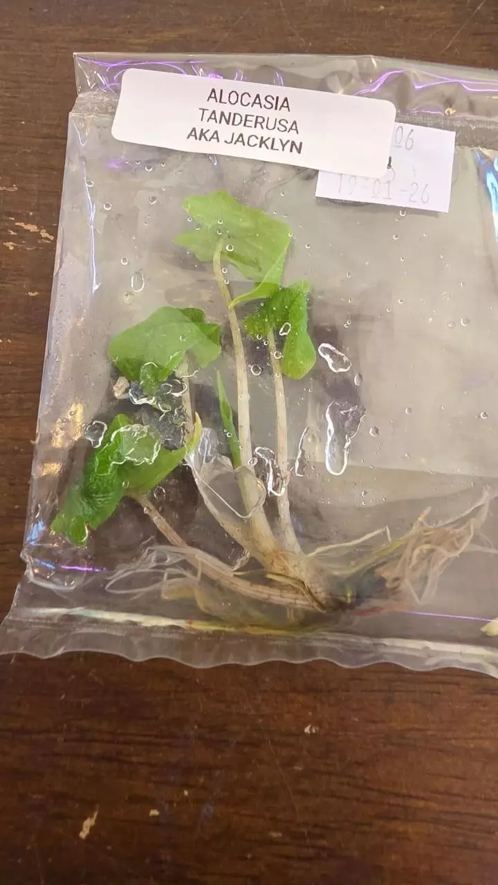 alocasia jacklyn tc thumbnail