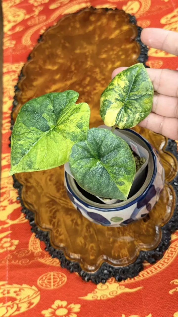 141 Alocasia Melo Aurea Variegated, size M thumbnail