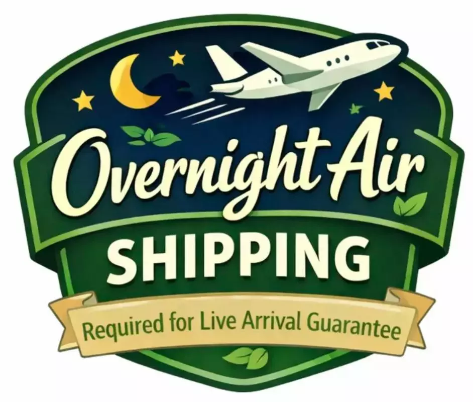 UPS NEXT DAY thumbnail