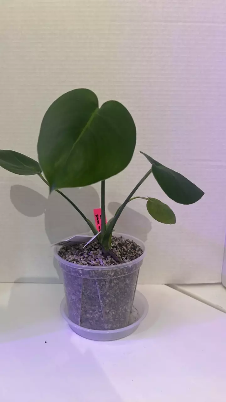 Monstera Deliciosa Baby thumbnail